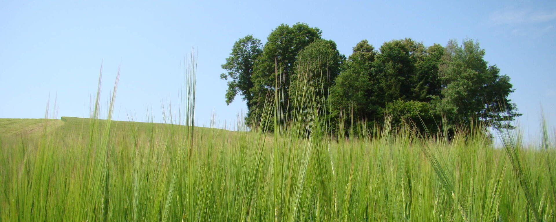 Ein gr&uuml;nes Gerstefeld hinter dem B&auml;ume stehen