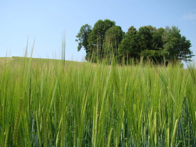 Ein grünes Gerstefeld hinter dem Bäume stehen